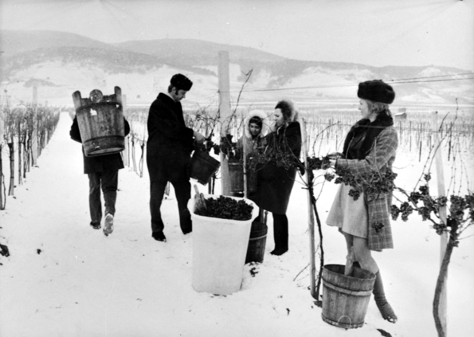 Druiven plukken in sneeuw, bij Wenen, Oostenrijk, Bestanddeelnr 924-1473 (cropped)