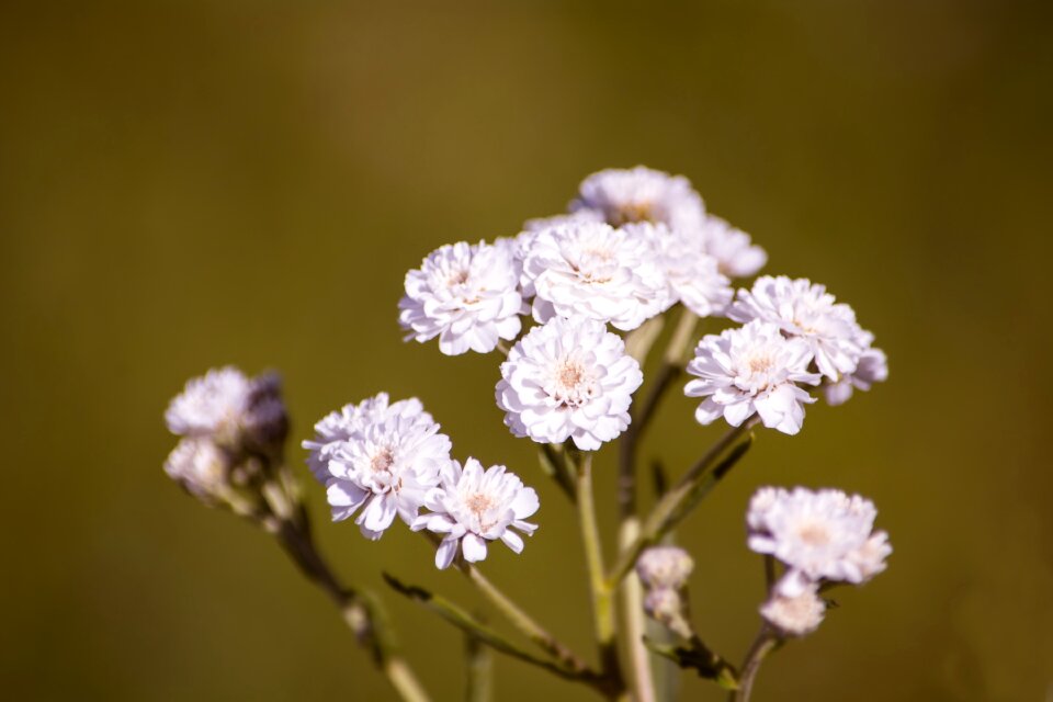 Flowers white white flowers