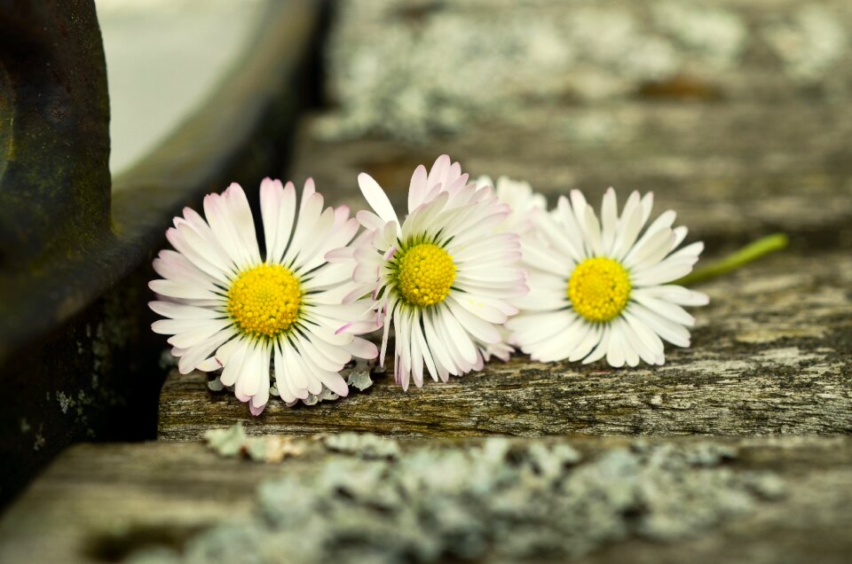 Close up flower blossom