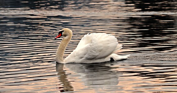 Water bird lake nature photo