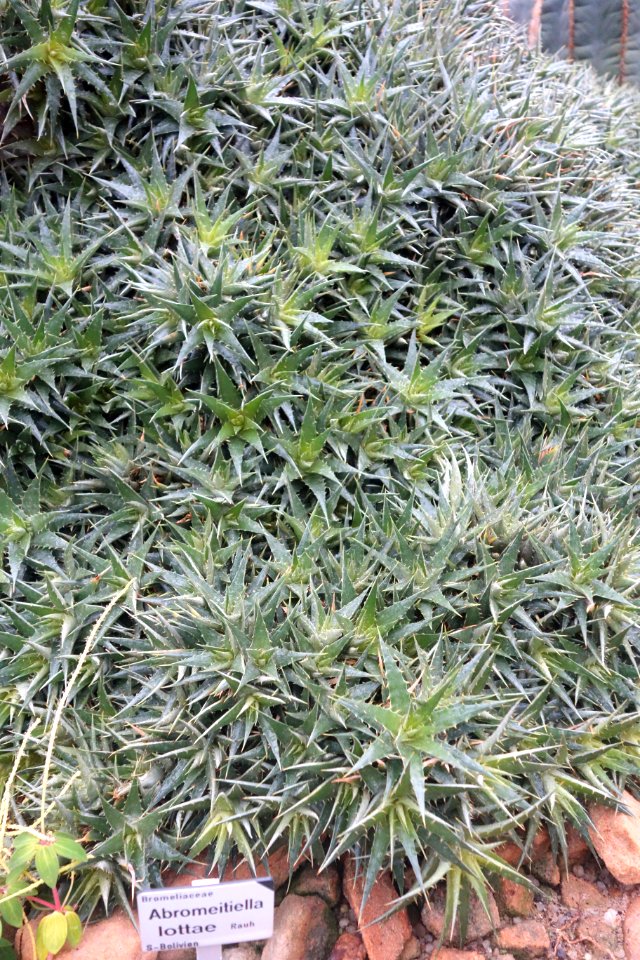 Deuterocohnia lotteae (Abromeitiella lotteae) - Botanischer Garten, Dresden, Germany - DSC08831