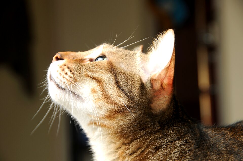 Gel reviews animal cuteness