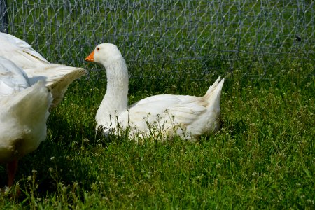 Deutsche Legegans auf einer Wiese