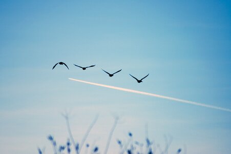 Nature blue flight photo