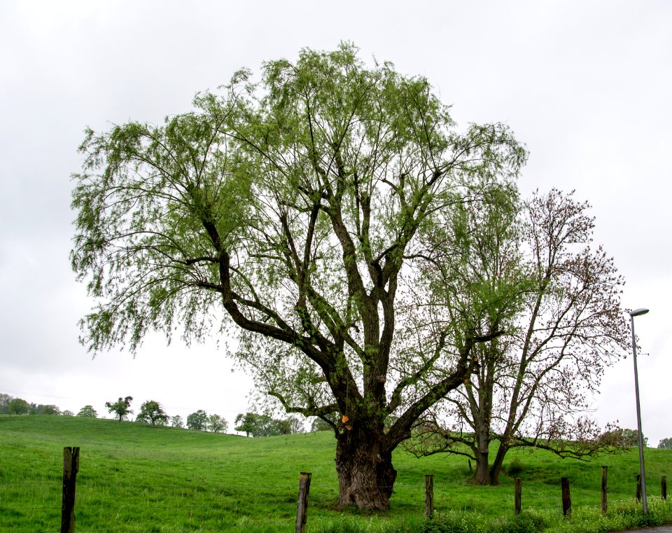 Detmold - 2014-04-27 - ND Weide am Warwegshof
