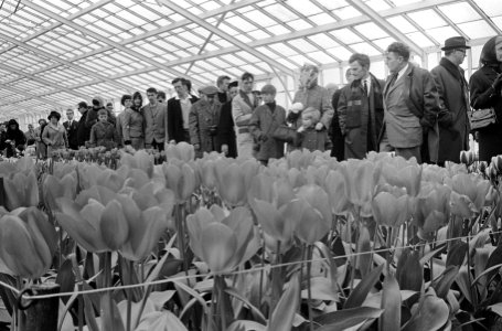 Drukte op de Keukenhof, Bestanddeelnr 920-1848