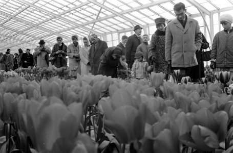 Drukte op de Keukenhof, Bestanddeelnr 920-1849