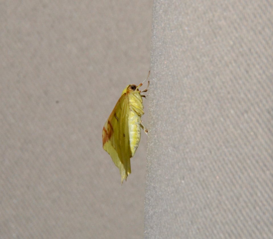 Detmold - 2014-08-28 - Opisthograptis luteolata (2)