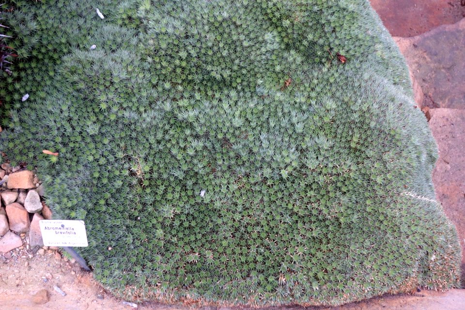 Deuterocohnia brevifolia (Abromeitiella brevifolia) - Botanischer Garten, Dresden, Germany - DSC08894
