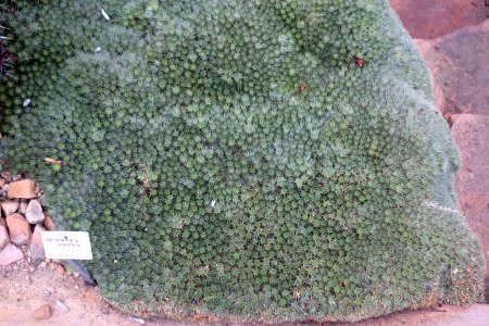 Deuterocohnia brevifolia (Abromeitiella brevifolia) - Botanischer Garten, Dresden, Germany - DSC08894