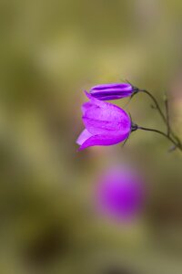 Purple pointed flower nature photo