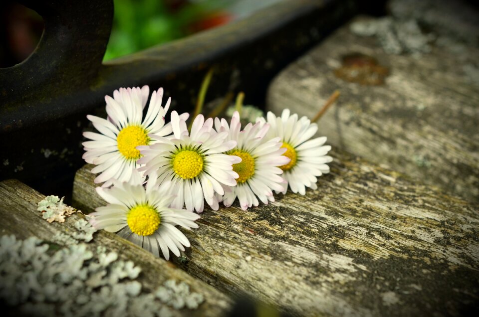 Flowers wood old wood