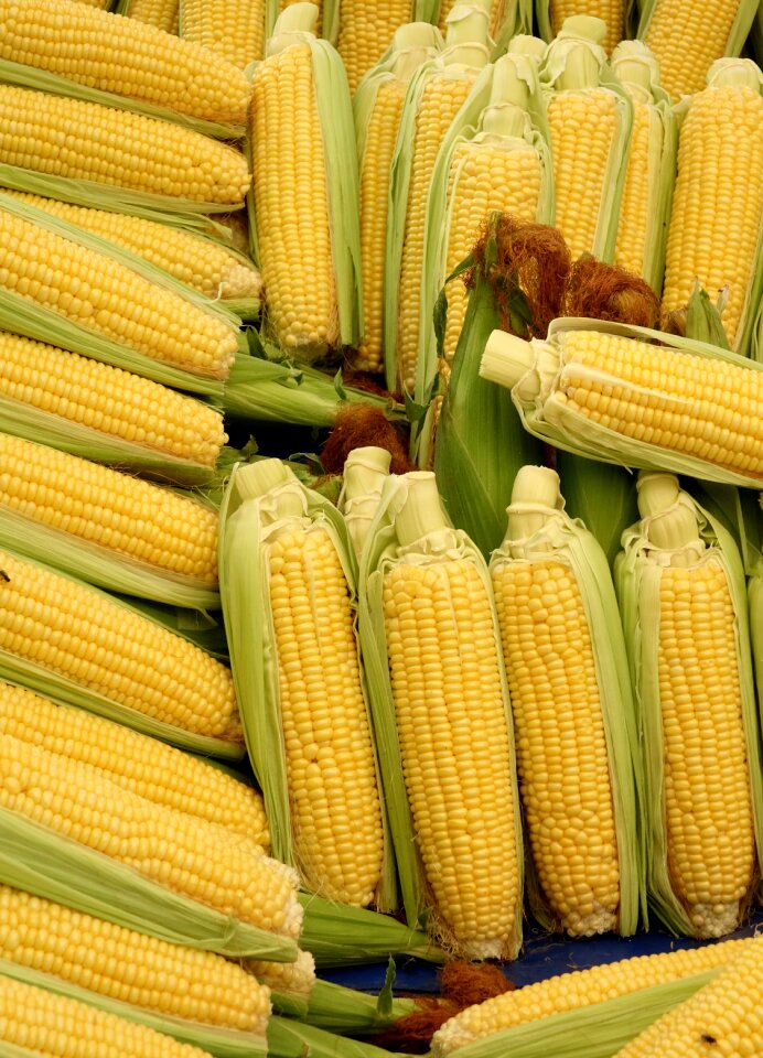 Food corn on the cob hair vegetable mais