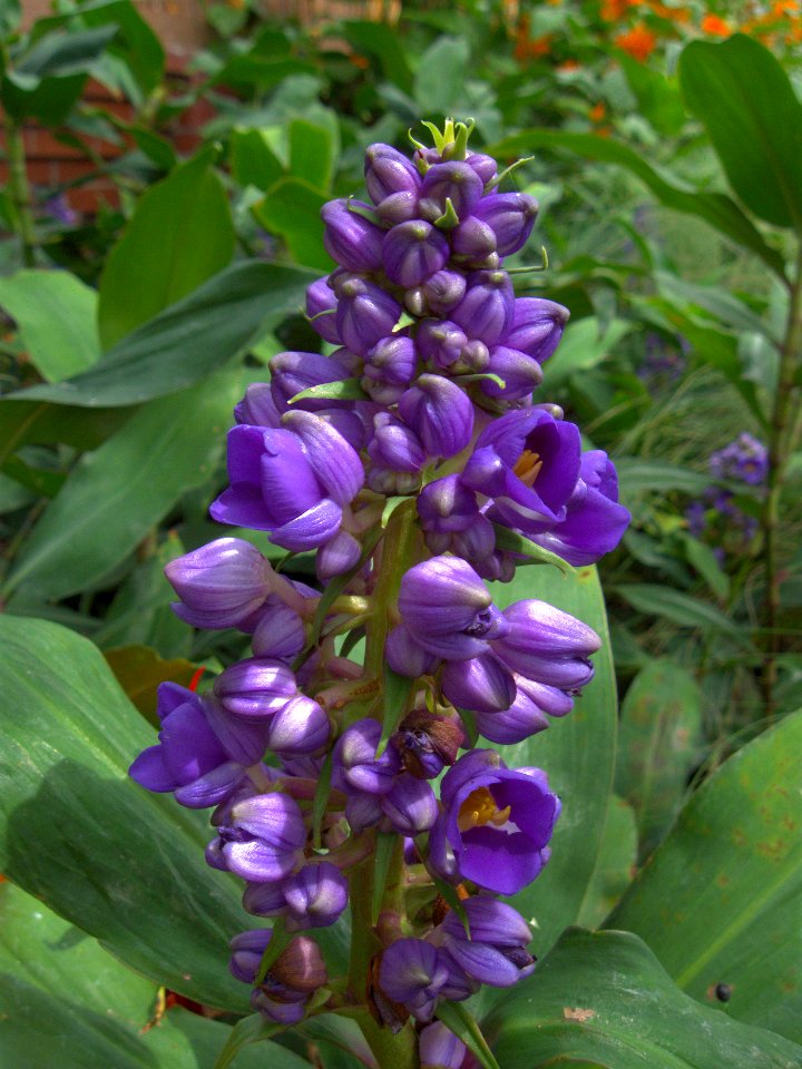 Dichorisandra thyrsiflora, 2015-08-08, Phipps Conservatory, 01