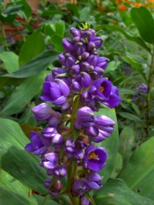 Dichorisandra thyrsiflora, 2015-08-08, Phipps Conservatory, 01