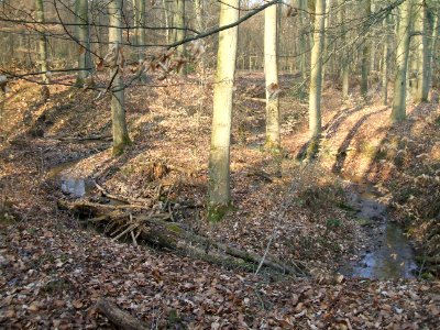 Deutergraben im Wald oberhalb Waldteiche