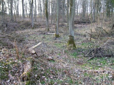 Deutergraben im Hochwald Talmulde