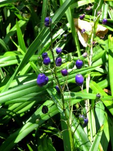 Dianella tasmanica (Tasman flax lily)