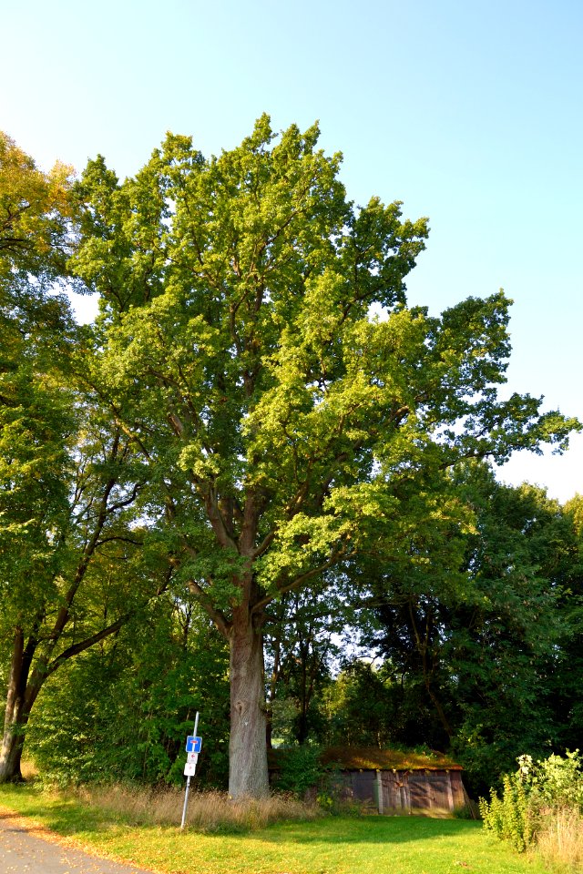 Detmold - 2014-09-04 - ND 5.10.3 Eiche (1)