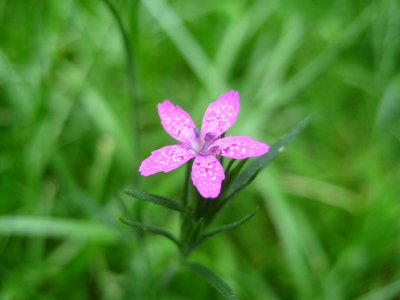 Dianthus armeria closeup