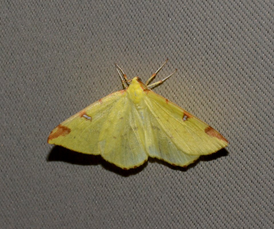 Detmold - 2014-08-28 - Opisthograptis luteolata (1)