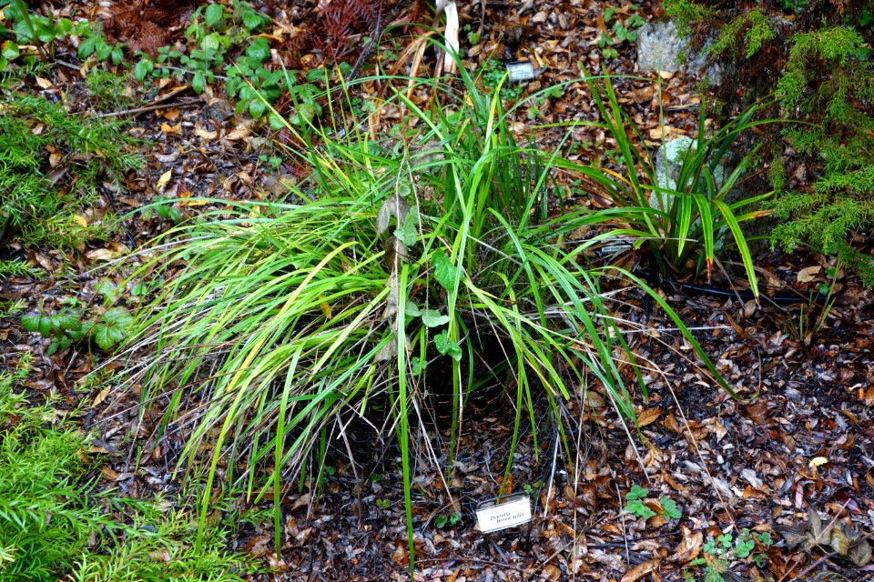Dianella brevicaulis - UC Santa Cruz Arboretum - DSC07418