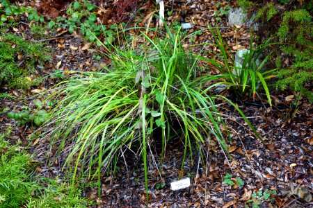Dianella brevicaulis - UC Santa Cruz Arboretum - DSC07418