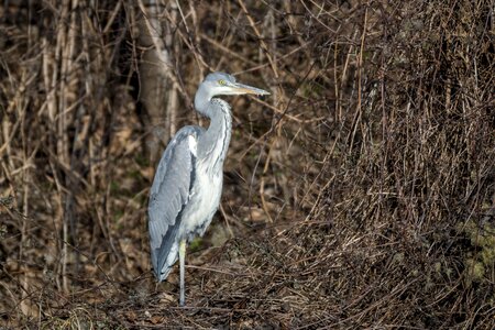 Bird plumage water