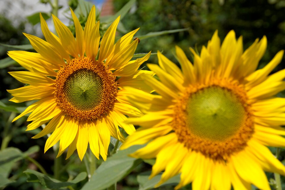 Flowering petals sun