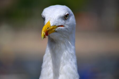 Bird ave animal