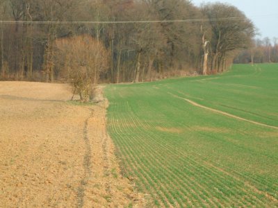 Deutergraben vor Waldrand