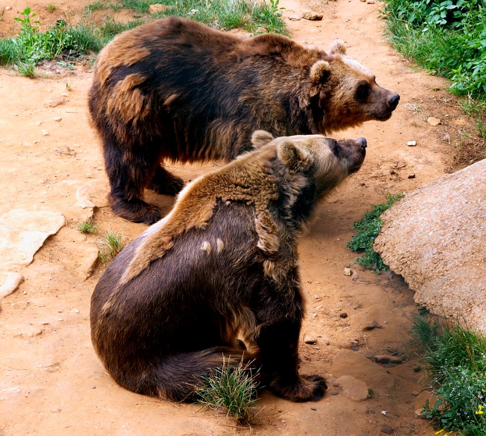 Deux ours Regourdou