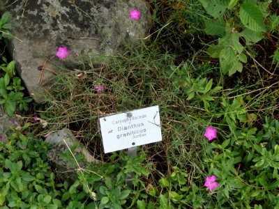 Dianthus graniticus - Botanischer Garten, Frankfurt am Main - DSC02660