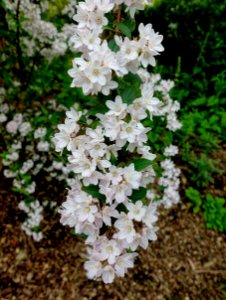 Deutzia × rosea - Hillier Gardens - Romsey, Hampshire, England - DSC04263