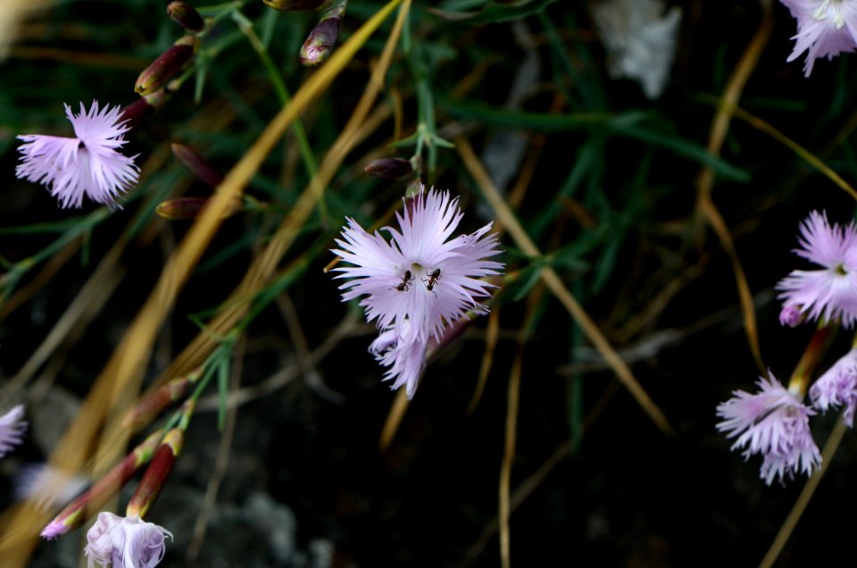 Dianthus plumarius subsp. neilreichii Ants