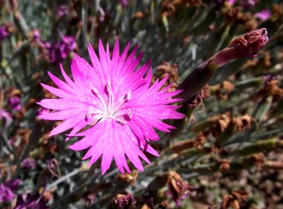 Dianthus gratianopolitanus firewitch