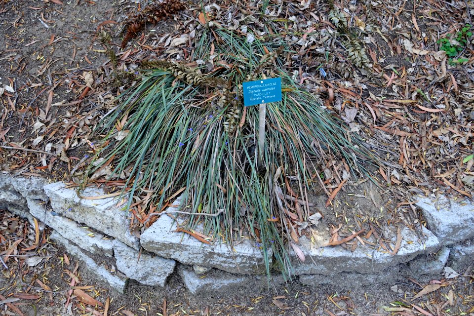 Dianella caerulea - Mildred E. Mathias Botanical Garden - University of California, Los Angeles - DSC02760