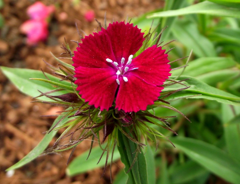 Dianthus barbatus sweet purple