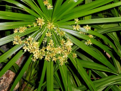 Dianella tasmanica - Balboa Park Botanical Building - DSC06781