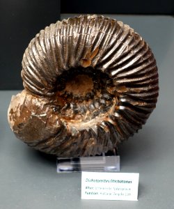 Dichotomites litichotonus - Naturhistorisches Museum, Braunschweig, Germany - DSC05139