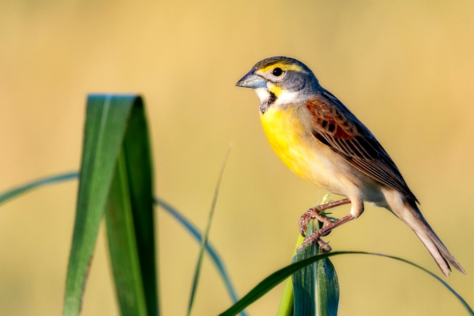 Dickcissel (257310149)
