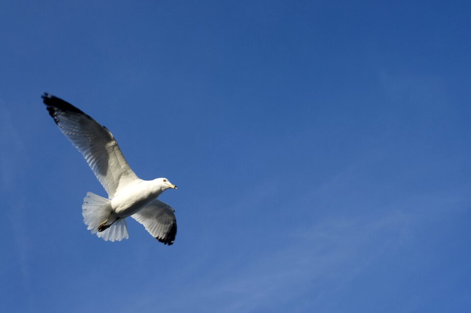 Wildlife blue sky