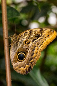 Owl butterfly edelfalter nymphalidae