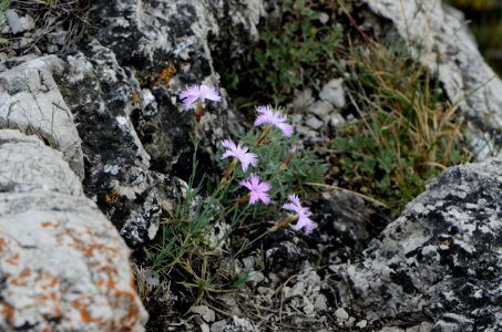 Dianthus plumarius subsp. neilreichii