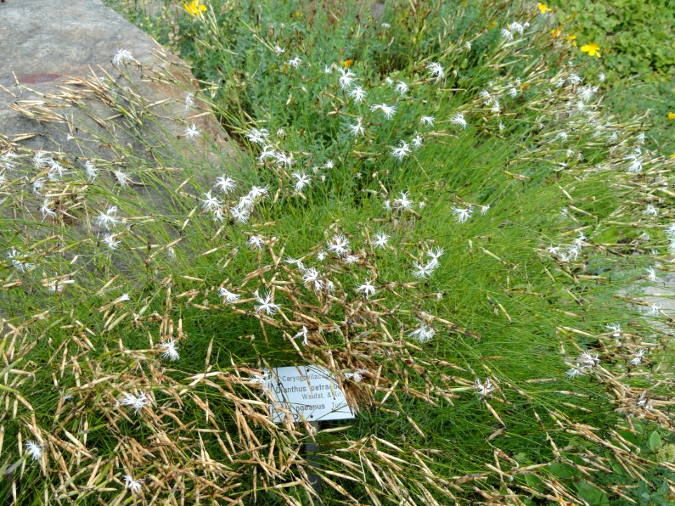 Dianthus petraeus - Botanischer Garten, Frankfurt am Main - DSC02640
