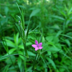 Dianthus armeria. 2021-06-13, Seldom Seen, 02