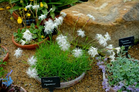 Dianthus squarrosus - RHS Garden Harlow Carr - North Yorkshire, England - DSC01477