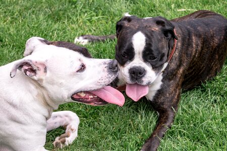 Stafford boxer black and white