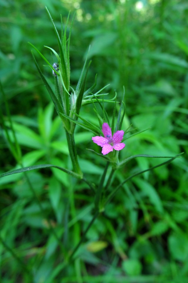 Dianthus armeria. 2021-06-13, Seldom Seen, 01