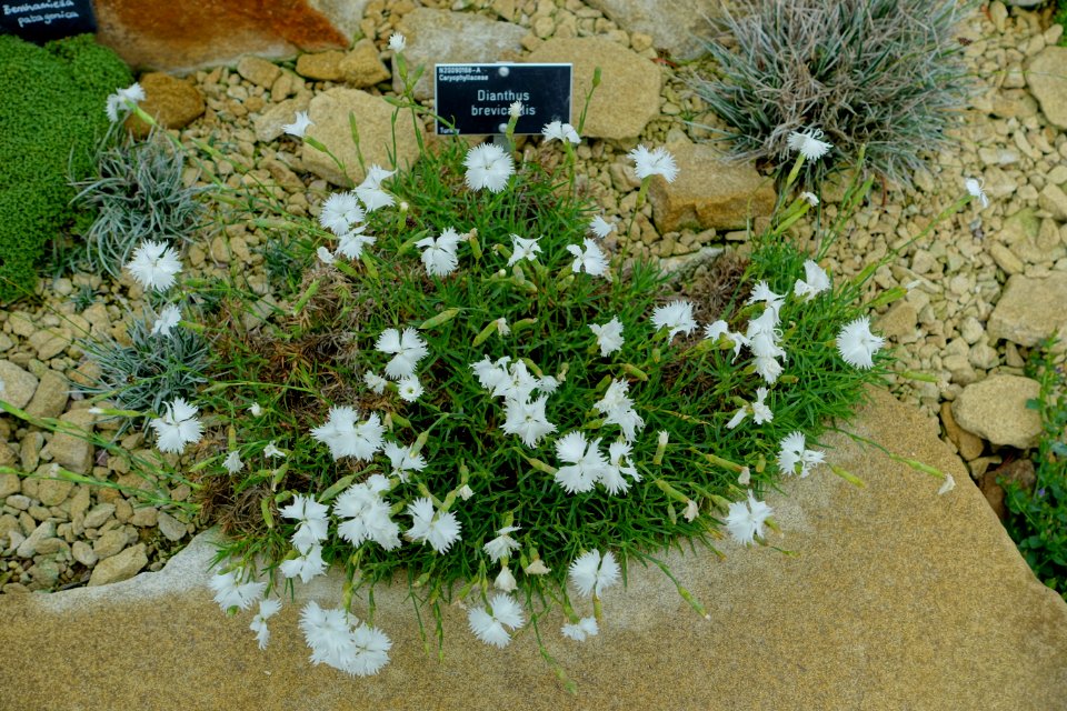 Dianthus brevicaulis - RHS Garden Harlow Carr - North Yorkshire, England - DSC01479